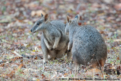 Allied Rock Wallaby  (Petrogale assimilis)