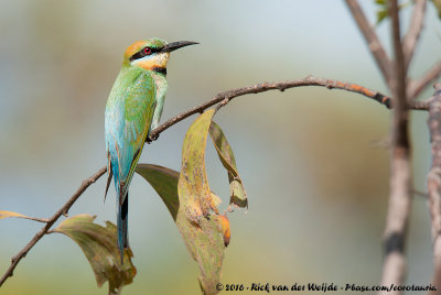 Rainbow Bee-Eater<br><i>Merops ornatus</i>