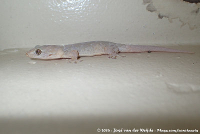 Common House Gecko<br><i>Hemidactylus frenatus</i>