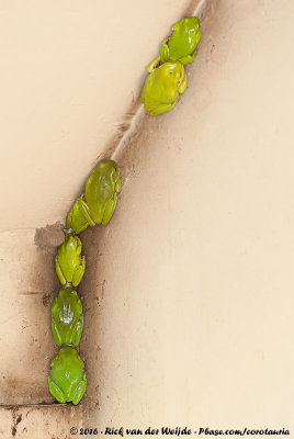 Australian Green Tree FrogLitoria caerulea