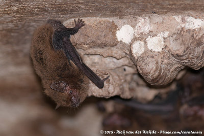 Eastern Cave Bat  (Vespadelus troughtoni)