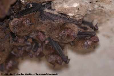 Eastern Cave BatVespadelus troughtoni