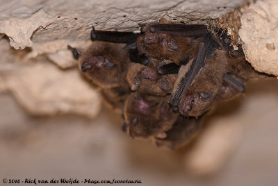 Eastern Cave BatVespadelus troughtoni