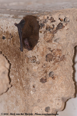 Eastern Cave BatVespadelus troughtoni