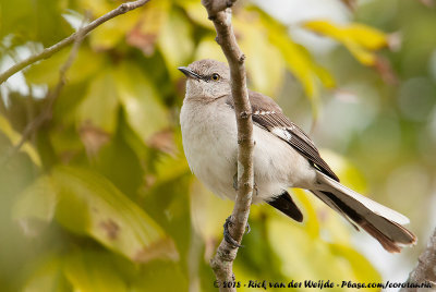 Northern MockingbirdMimus polyglottos polyglottos