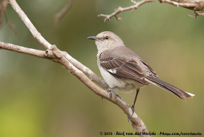 Northern MockingbirdMimus polyglottos polyglottos