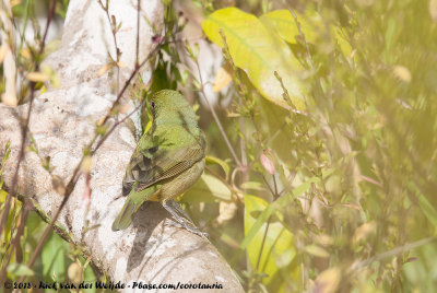 Painted BuntingPasserina ciris ciris