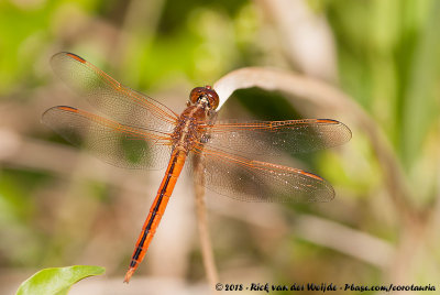 Needhams Skimmer<br><i>Libellula needhami</i>