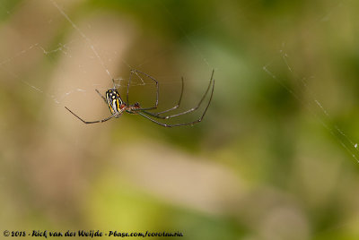 Orchard Orbweaver  (Leucauge argyra)