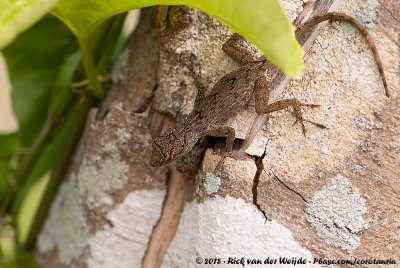 Bark AnoleAnolis distichus floridanus