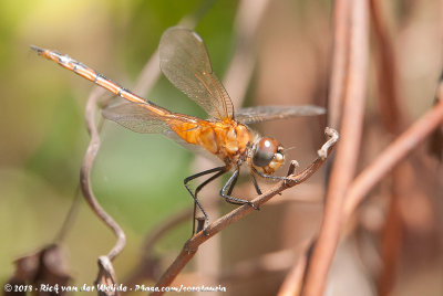 Four-Spotted PennantBrachymesia gravida