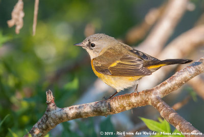 American RedstartSetophaga ruticilla