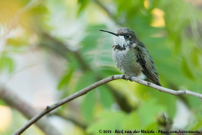 Ruby-Throated HummingbirdArchilochus colubris