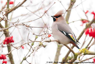 Bohemian WaxwingBombycilla garrulus garrulus