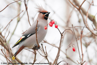 Bohemian WaxwingBombycilla garrulus garrulus