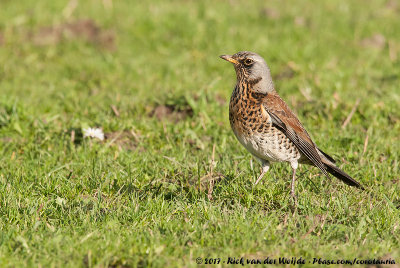 FieldfareTurdus pilaris