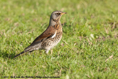 FieldfareTurdus pilaris