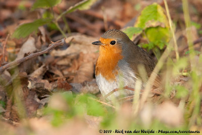 European RobinErithacus rubecula rubecula