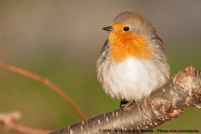 European RobinErithacus rubecula rubecula