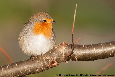 European RobinErithacus rubecula rubecula