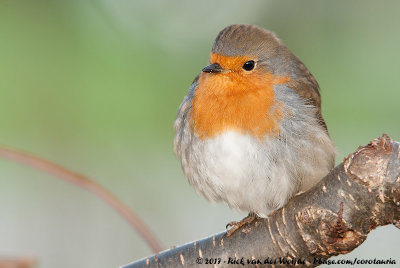 European RobinErithacus rubecula rubecula