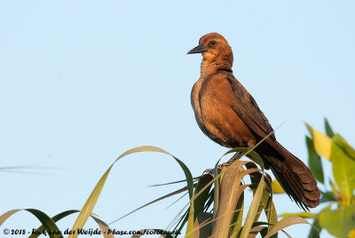 Boat-Tailed GrackleQuiscalus major westoni