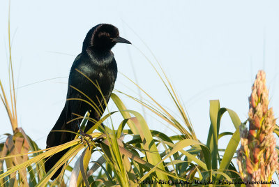 Boat-Tailed GrackleQuiscalus major westoni