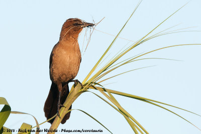 Boat-Tailed Grackle  (Bootstaarttroepiaal)