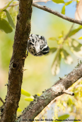 Black-And-White WarblerMniotilta varia