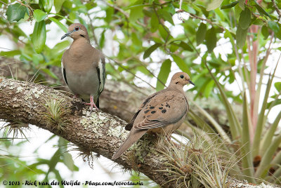 White-Winged DoveZenaida asiatica asiaticaand Mourning DoveZenaida macroura carolinensis