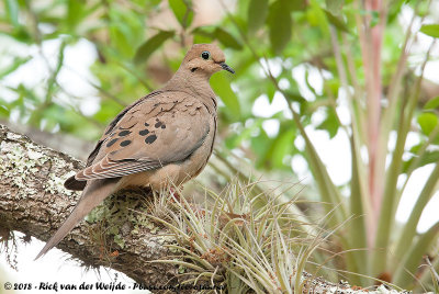 Mourning DoveZenaida macroura carolinensis