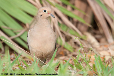 Mourning DoveZenaida macroura carolinensis