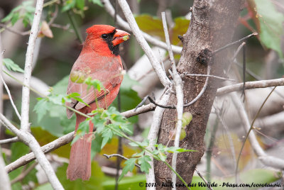 Northern CardinalCardinalis cardinalis floridanus