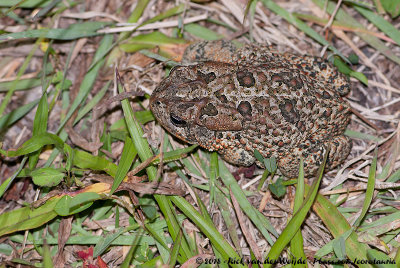 Southern ToadAnaxyrus terrestris