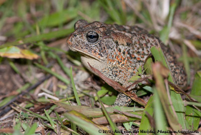 Southern ToadAnaxyrus terrestris