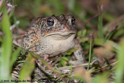 Southern Toad<br><i>Anaxyrus terrestris</i>