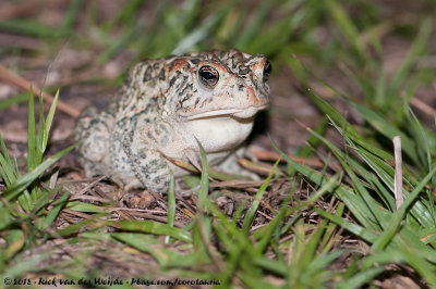 Southern Toad  (Anaxyrus terrestris)