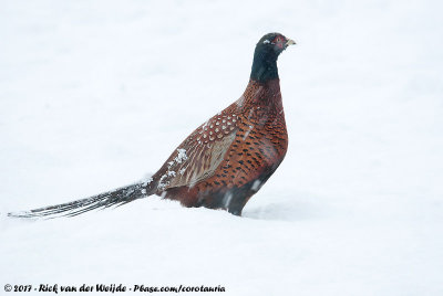 Common PheasantPhasianus colchicus ssp.