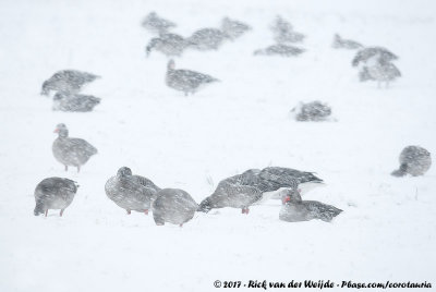 Greylag GooseAnser anser anser