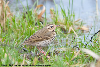 Olive-Backed PipitAnthus hodgsoni yunnanensis