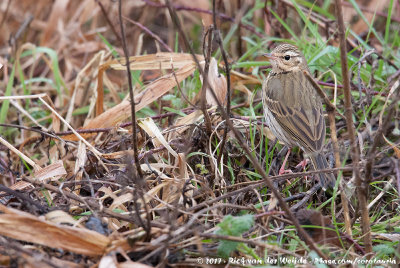 Olive-Backed PipitAnthus hodgsoni yunnanensis