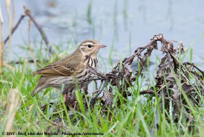 Olive-Backed PipitAnthus hodgsoni yunnanensis