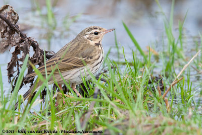 Olive-Backed Pipit  (Siberische Boompieper)
