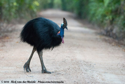 Southern CassowaryCasuarius casuarius