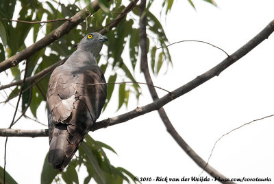 Pacific BazaAviceda subcristata subcristata