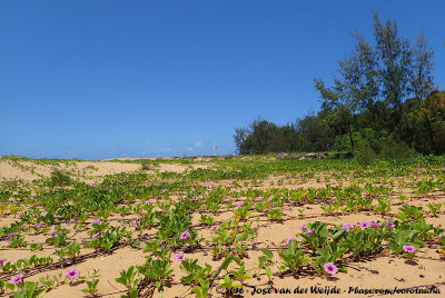 Bramston Beach