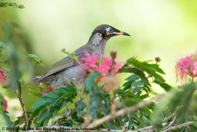 Bridled HoneyeaterBolemoreus frenatus