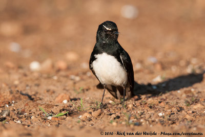 Willie WagtailRhipidura leucophrys ssp.