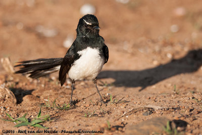 Willie WagtailRhipidura leucophrys ssp.