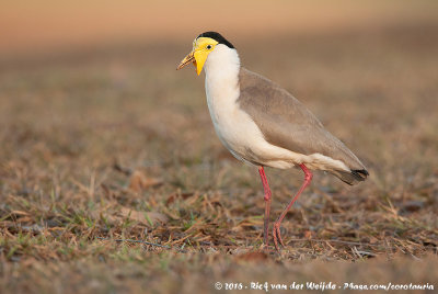 Masked Lapwing  (Maskerkievit)